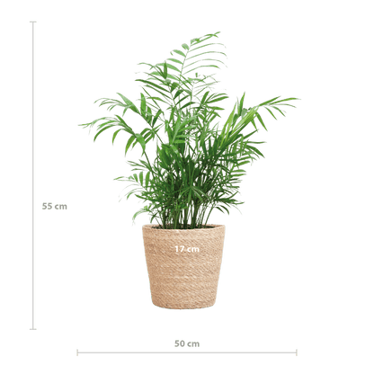 Chamadorea Elegans
