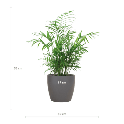 Chamadorea Elegans