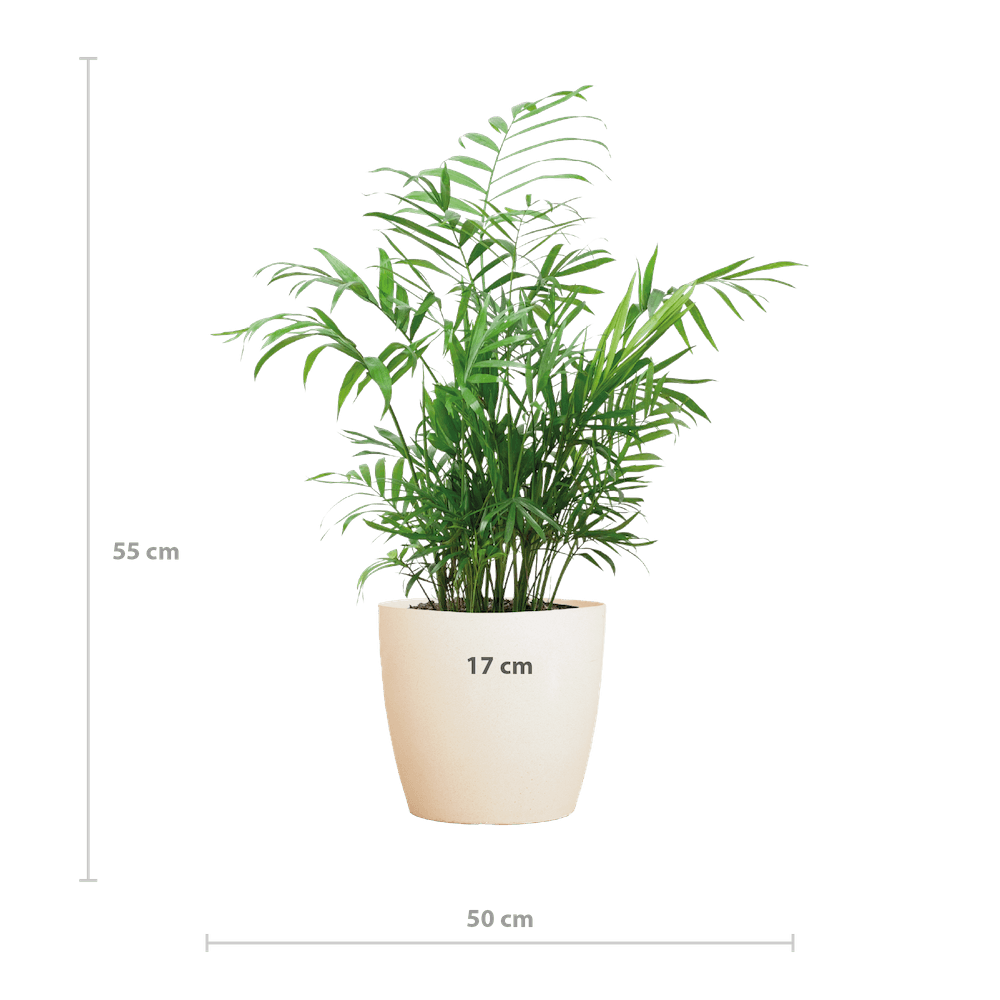 Chamadorea Elegans