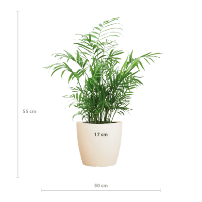 Chamadorea Elegans