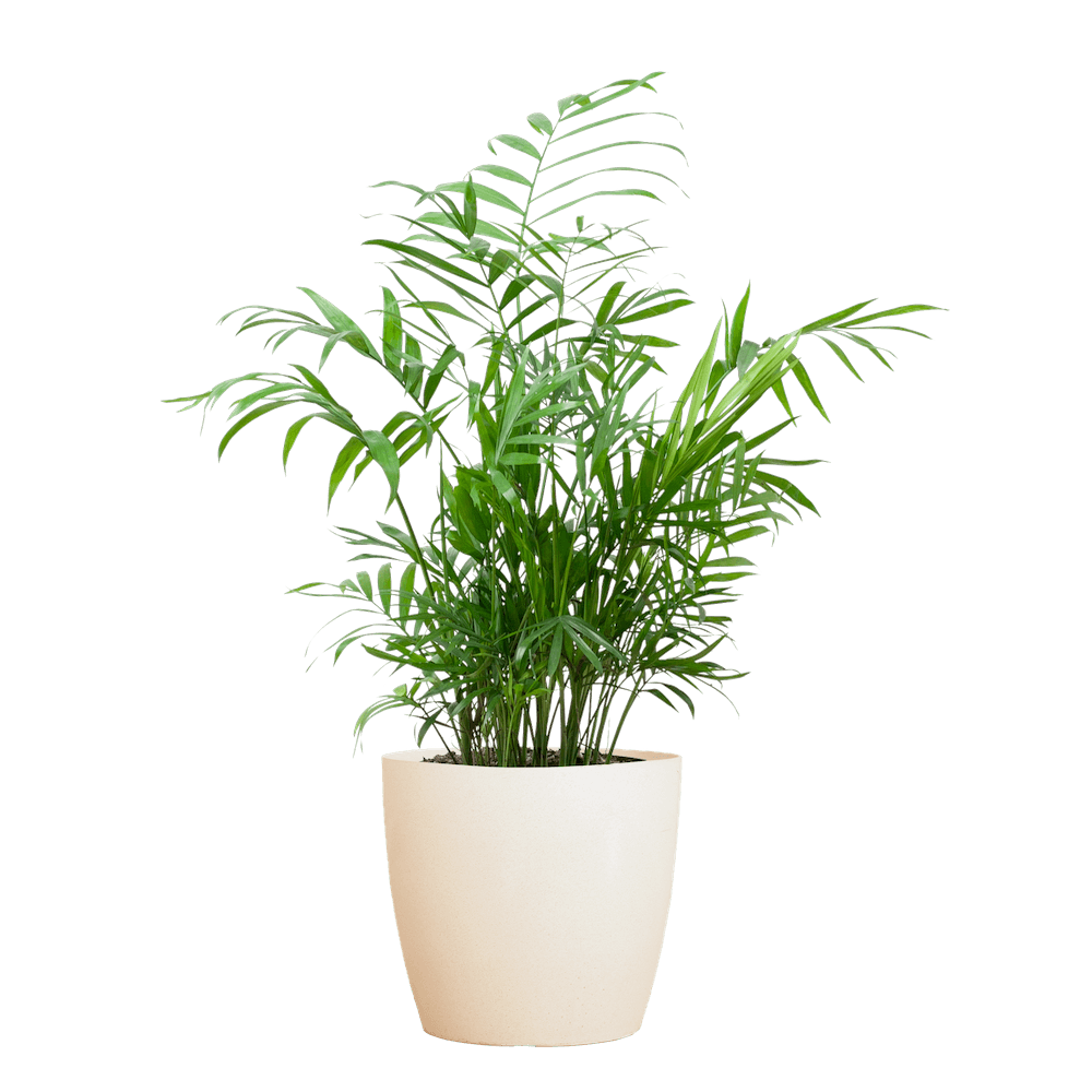 Chamadorea Elegans