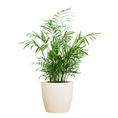 Chamadorea Elegans