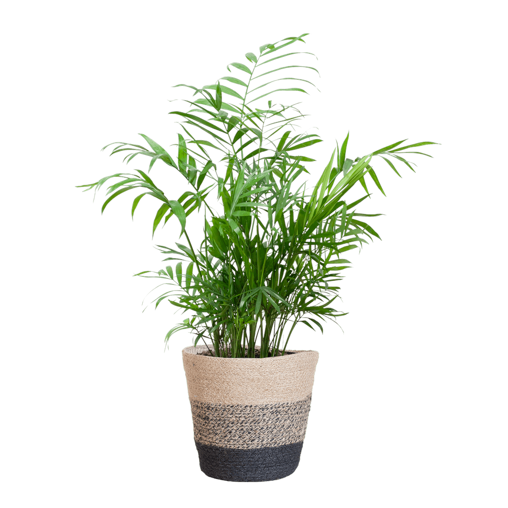 Chamadorea Elegans