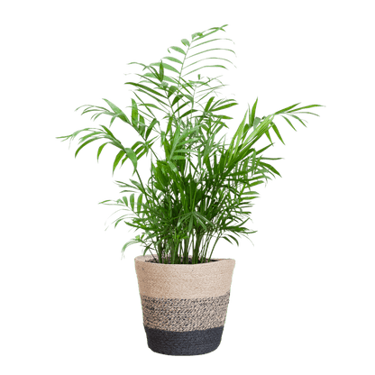 Chamadorea Elegans