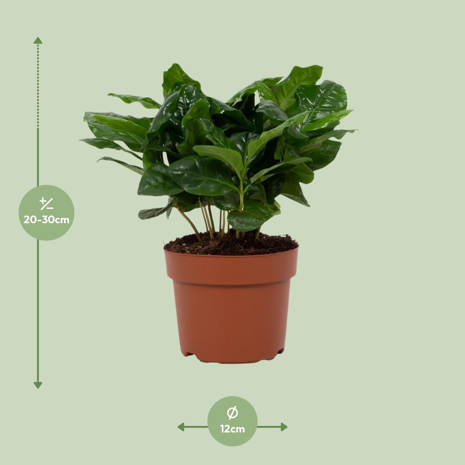 Coffea Arabica
