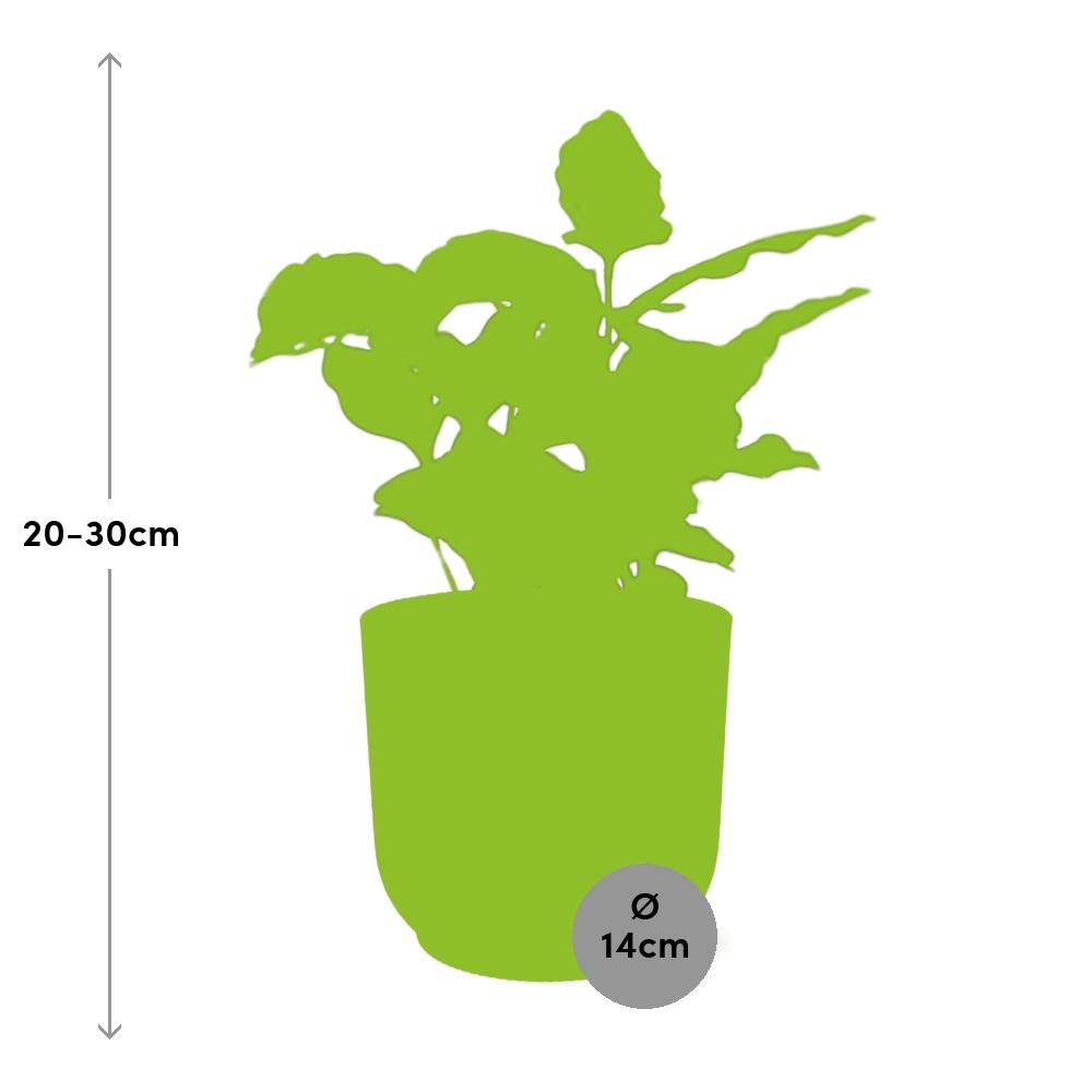Coffea Arabica