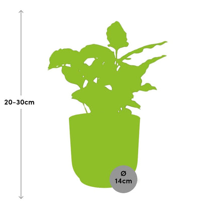 Coffea Arabica