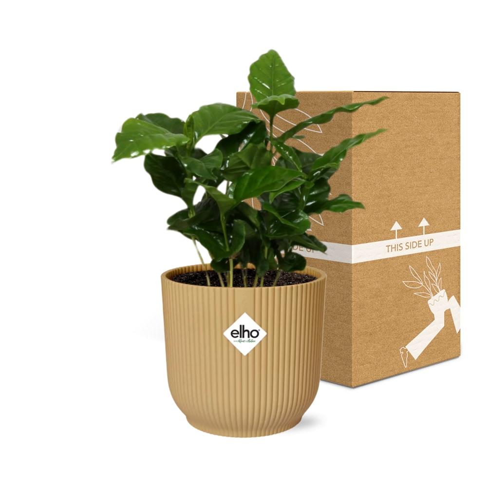 Coffea Arabica