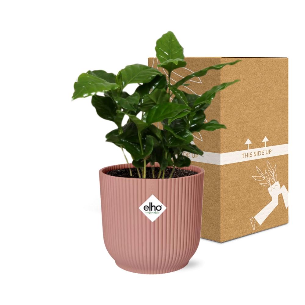 Coffea Arabica