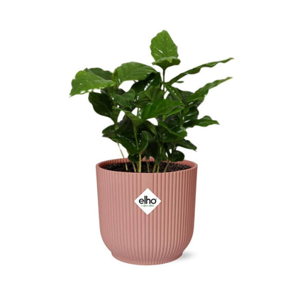 Coffea Arabica