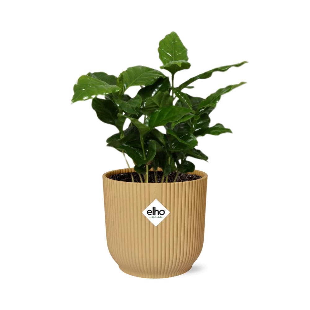 Coffea Arabica
