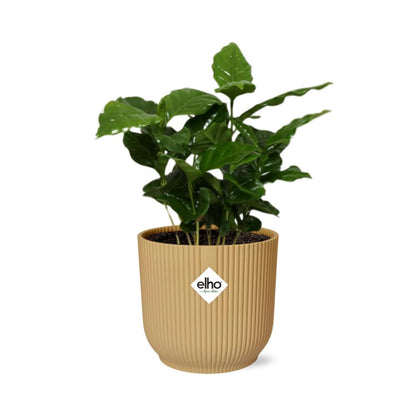 Coffea Arabica