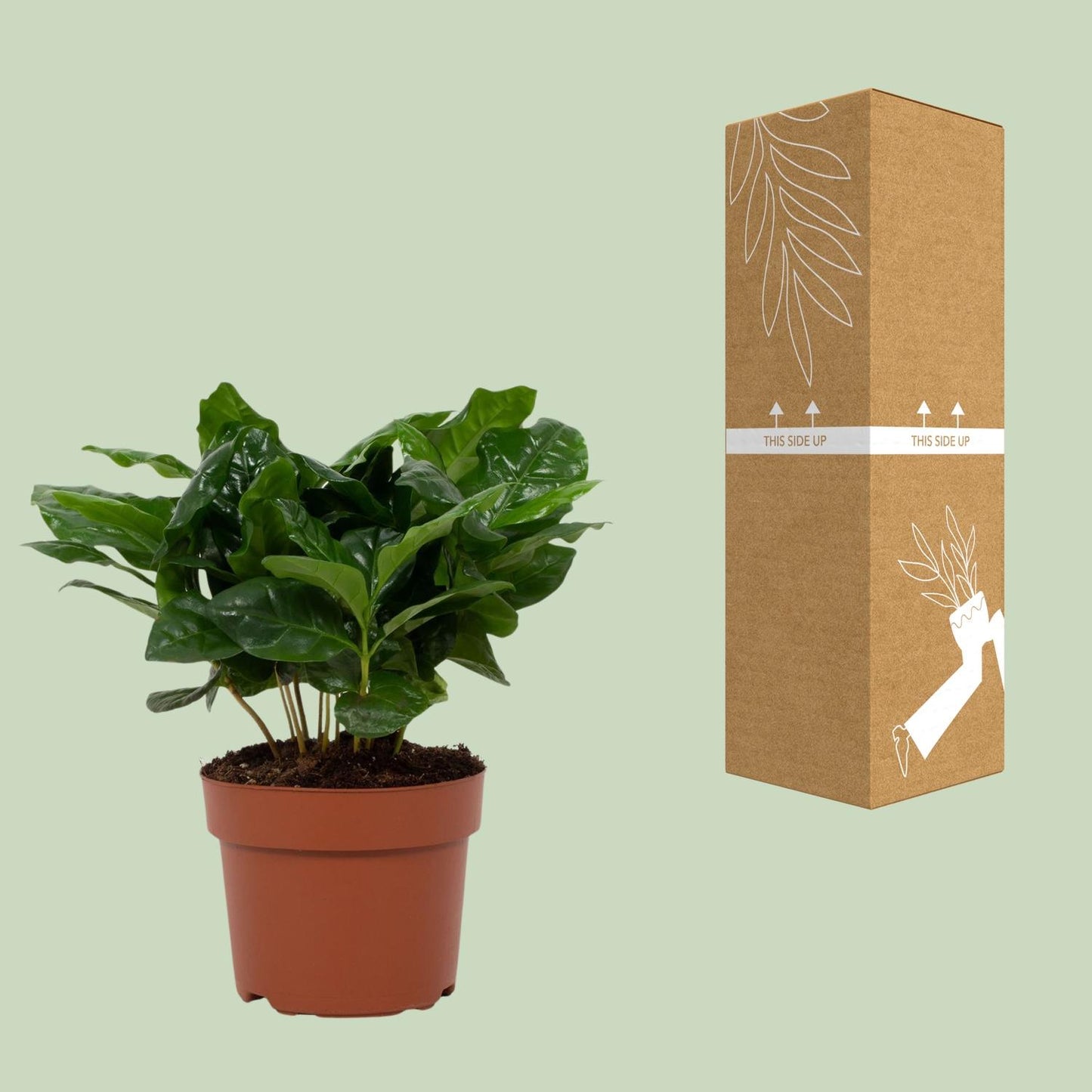 Coffea Arabica