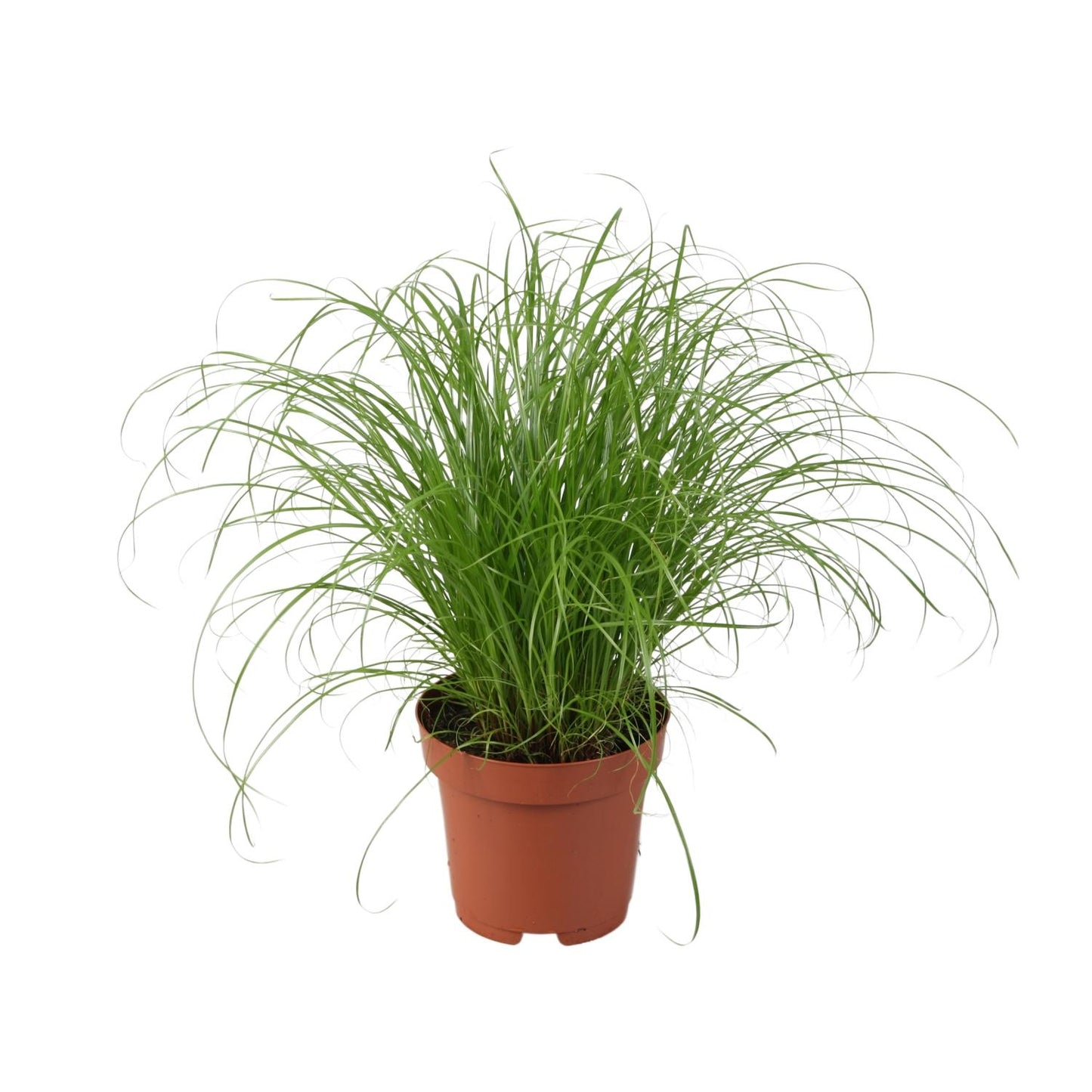 Cyperus Alternifolius Zumula