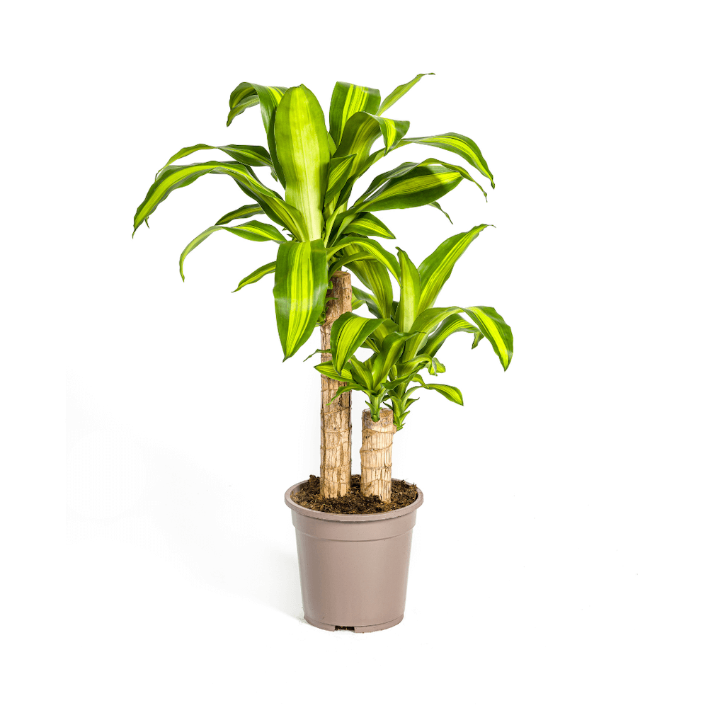 Dracaena Fragrans Massangeana