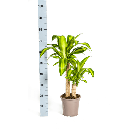 Dracaena Fragrans Massangeana