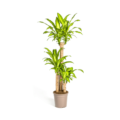 Dracaena Fragrans Massangeana