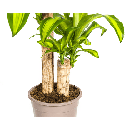 Dracaena Fragrans Massangeana