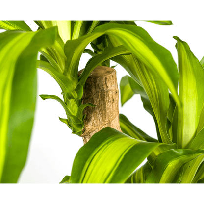 Dracaena Fragrans Massangeana
