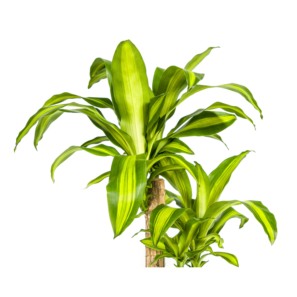 Dracaena Fragrans Massangeana