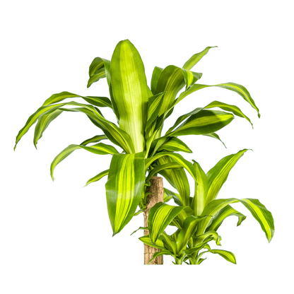 Dracaena Fragrans Massangeana