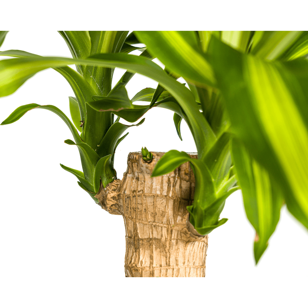 Dracaena Fragrans Massangeana