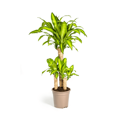 Dracaena Fragrans Massangeana
