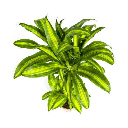 Dracaena Fragrans Massangeana