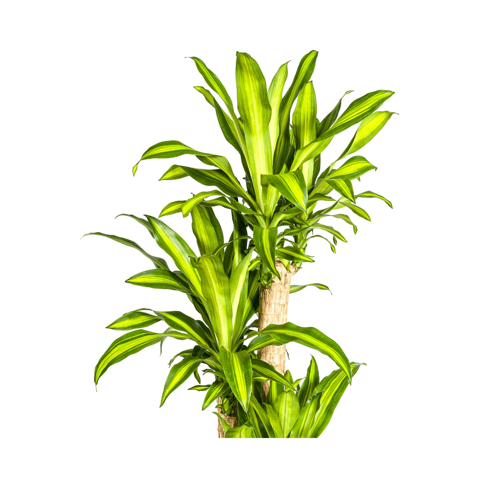 Dracaena Fragrans Massangeana