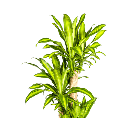 Dracaena Fragrans Massangeana