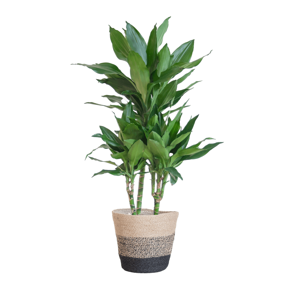Dracaena Janet Lindt