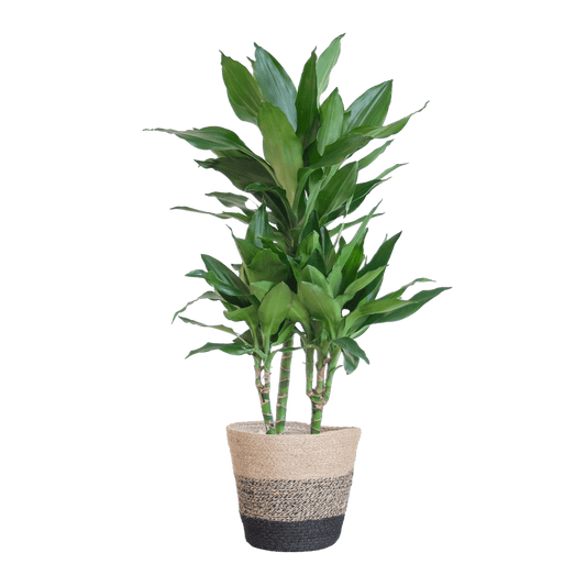 Dracaena Janet Lindt