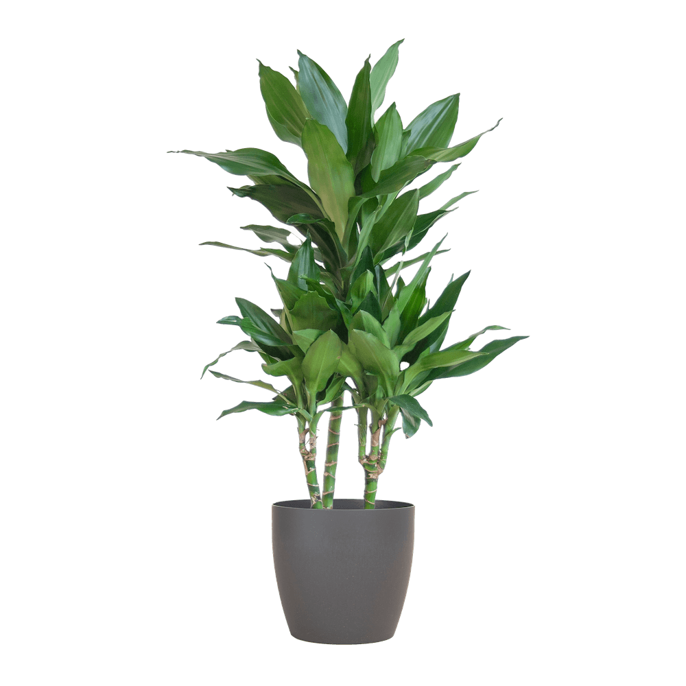 Dracaena Janet Lindt