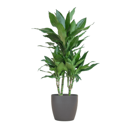 Dracaena Janet Lindt