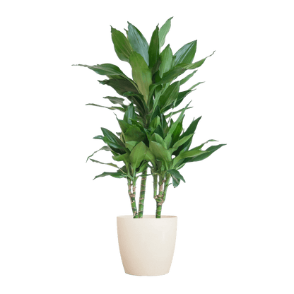 Dracaena Janet Lindt