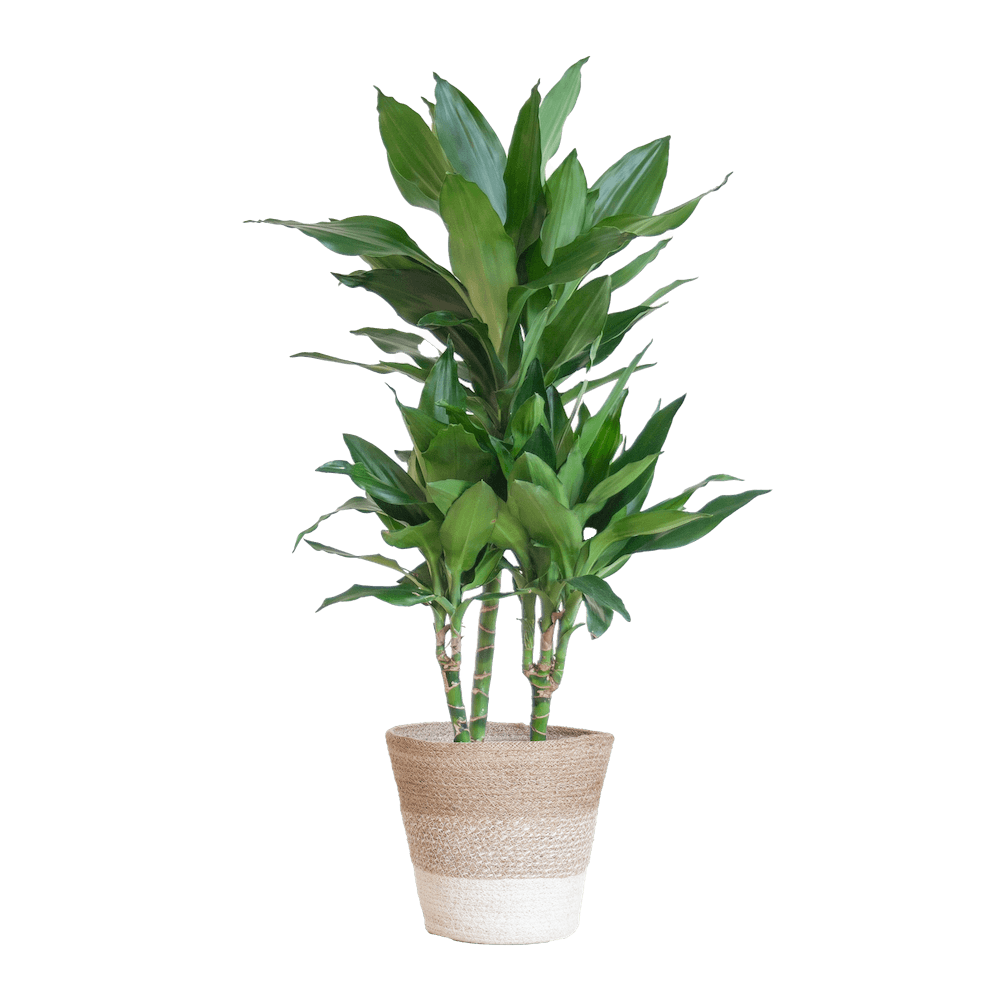 Dracaena Janet Lindt