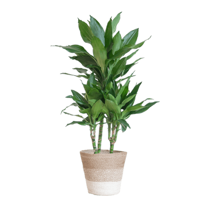 Dracaena Janet Lindt