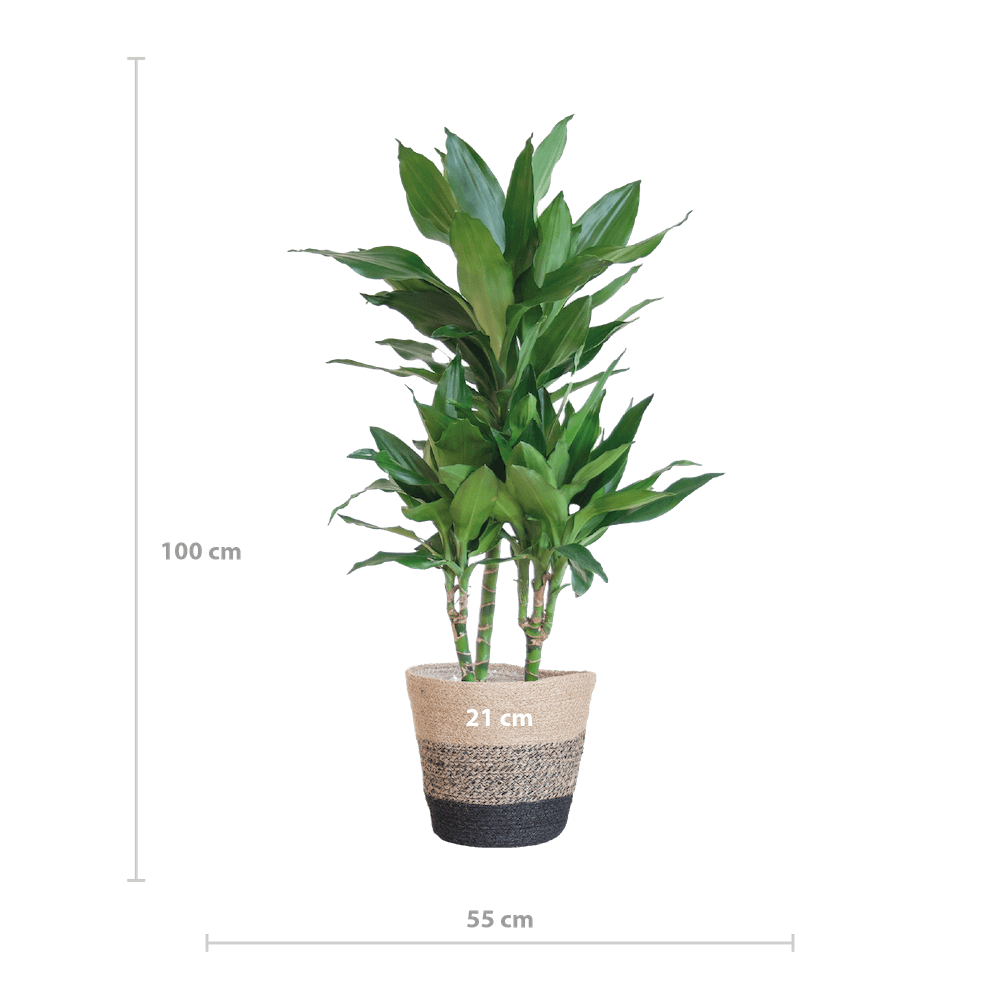 Dracaena Janet Lindt