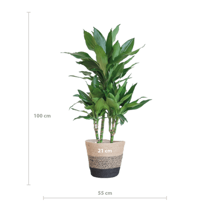 Dracaena Janet Lindt