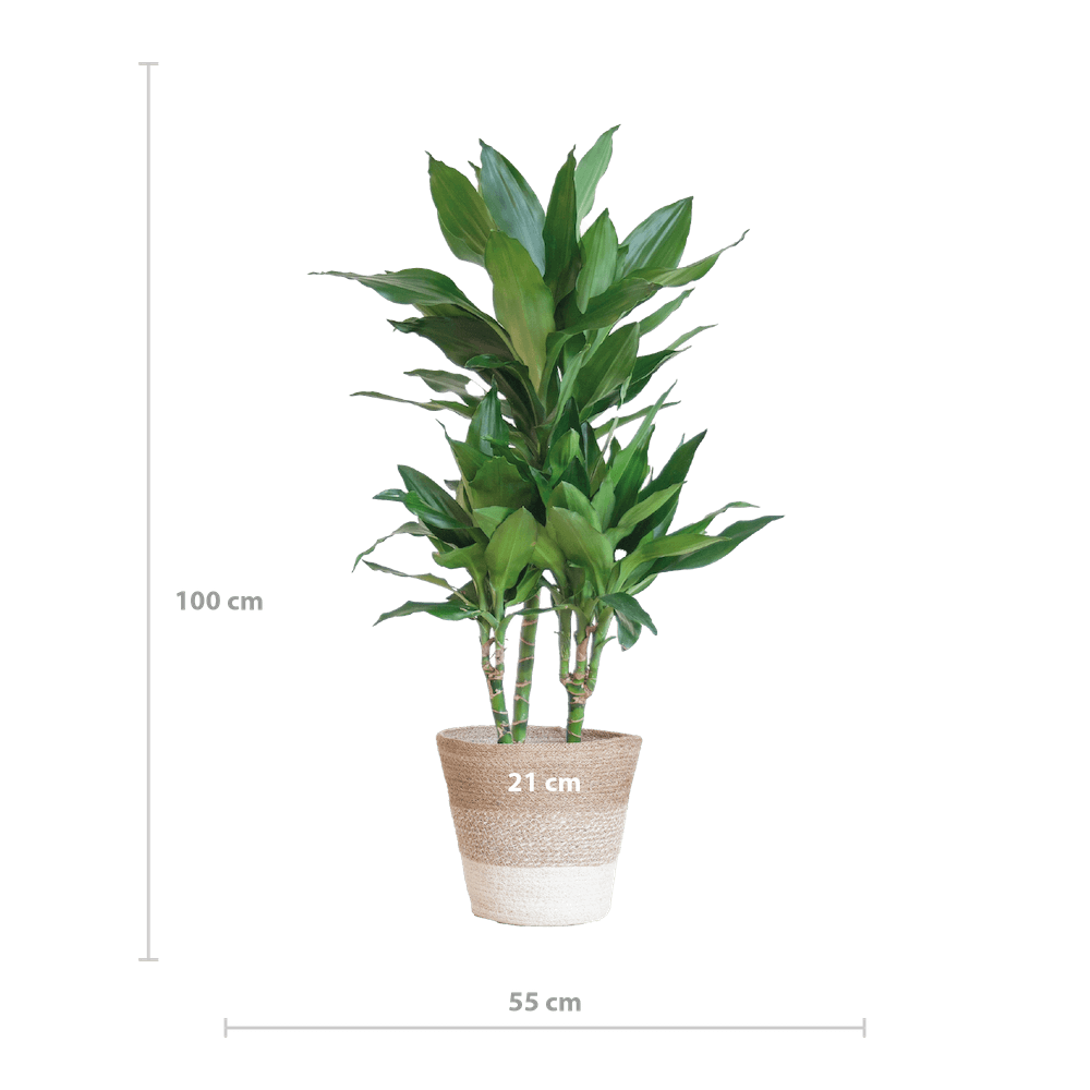 Dracaena Janet Lindt