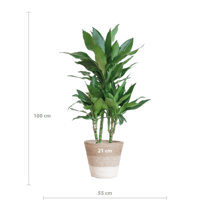 Dracaena Janet Lindt
