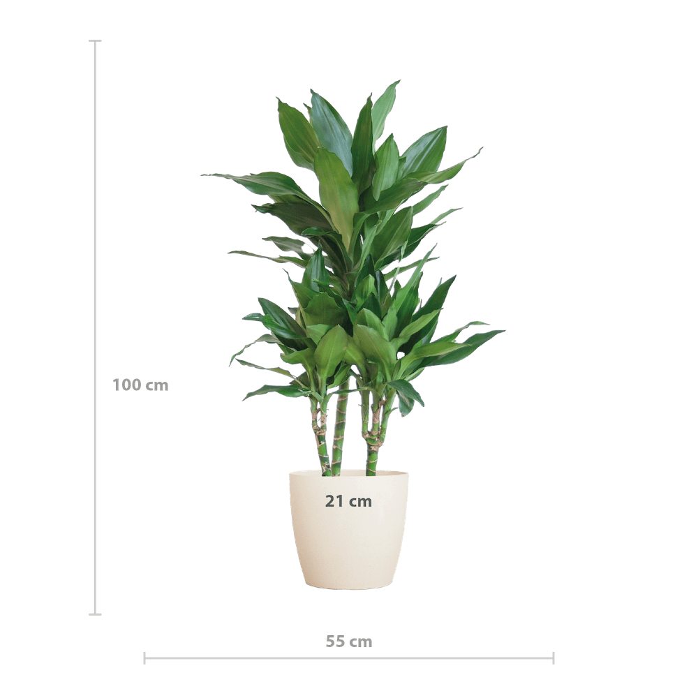 Dracaena Janet Lindt