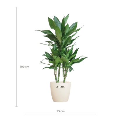 Dracaena Janet Lindt