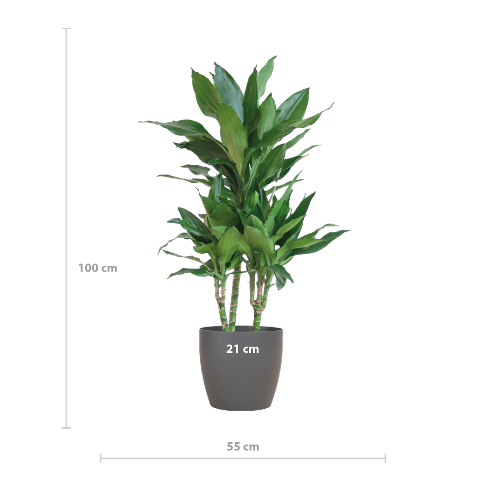 Dracaena Janet Lindt