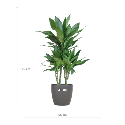 Dracaena Janet Lindt