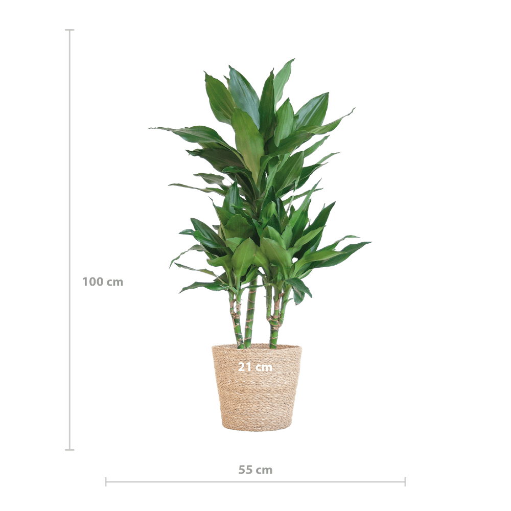 Dracaena Janet Lindt