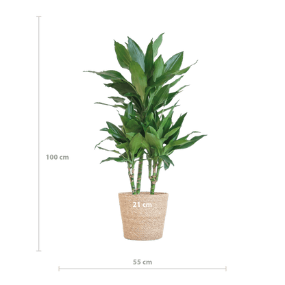 Dracaena Janet Lindt