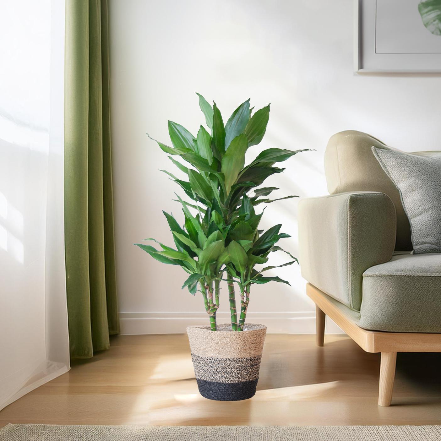 Dracaena Janet Lindt