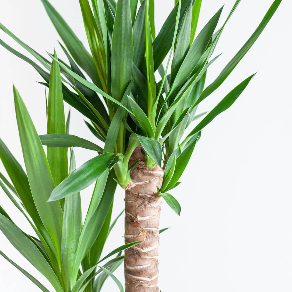 Dracaena Janet Lindt