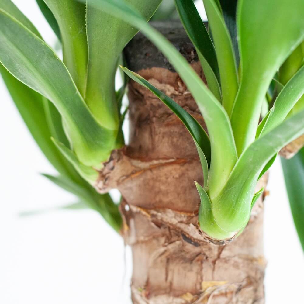 Dracaena Janet Lindt